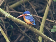 Alcedo meninting