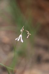 Brachystelma rubellum