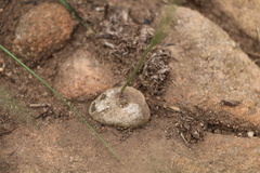 Brachystelma rubellum