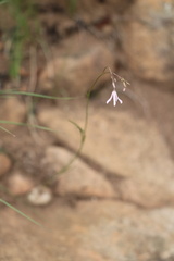 Brachystelma rubellum