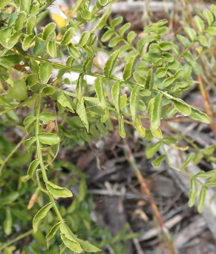 Image of Clausena anisata by (c) Nicola van Berkel, some rights reserved (CC BY-SA)