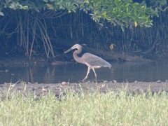 Ardea sumatrana