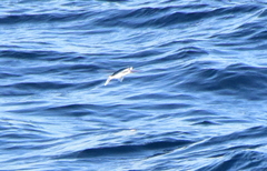 Cheilopogon melanurus