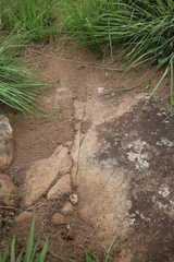 Brachystelma rubellum