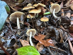 Psilocybe allenii