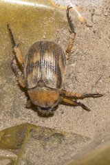 Cyriopertha arcuata