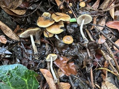 Psilocybe allenii