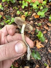 Psilocybe allenii