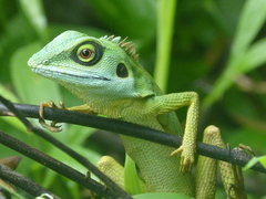 Bronchocela cristatella