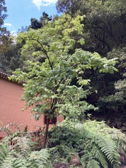 Sambucus palmensis