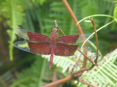 Camacinia gigantea