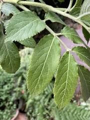 Sambucus palmensis