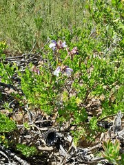 Salvia chamelaeagnea