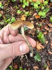 Psilocybe allenii