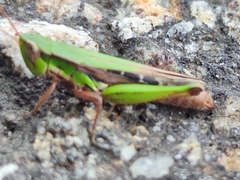 Spathosternum prasiniferum