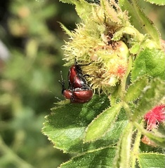 Merhynchites bicolor