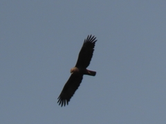 Hieraaetus wahlbergi