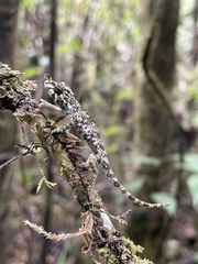 Calumma nasutum