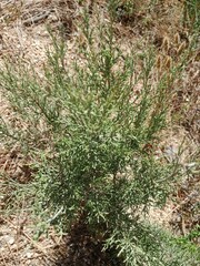 Dicerothamnus rhinocerotis