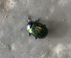 Chrysolina auripennis