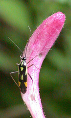 Grypocoris stysi