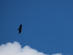 Hieraaetus wahlbergi