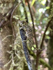Calumma nasutum