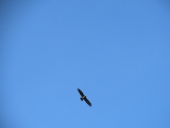 Hieraaetus wahlbergi