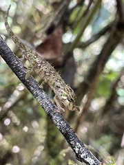 Calumma nasutum