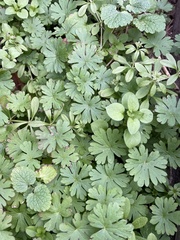Geranium lucidum