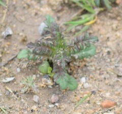 Centranthus calcitrapae