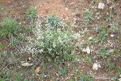 Lepidium subulatum