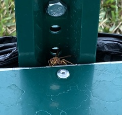 Polistes bellicosus