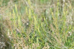 Reseda lutea