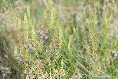 Reseda lutea