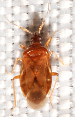 Amphiareus obscuriceps