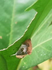 Westermannia superba