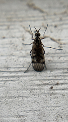 Sylvicola