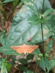 Thyrididae