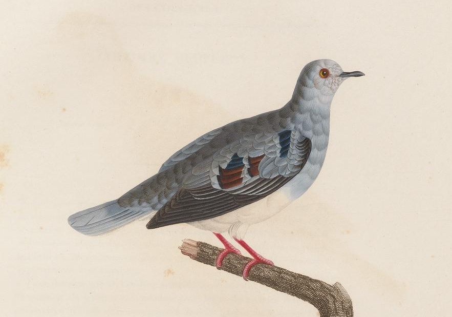 Purple-winged Ground Dove illustration