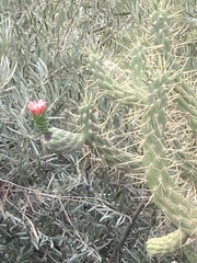 Austrocylindropuntia