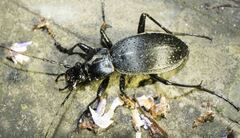 Apotomopterus
