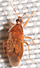 Amphiareus obscuriceps