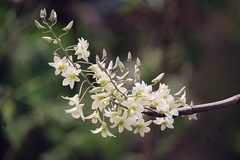 Dendrobium ovatum