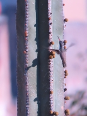 Leucolia violiceps