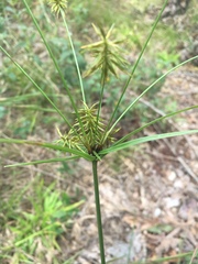 Cyperus retrofractus