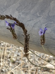 Lavandula multifida