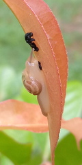 Helicarion perfragilis