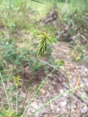 Cyperus retrofractus