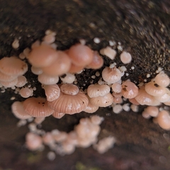 Scytinotus longinquus